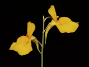 Utricularia odorata