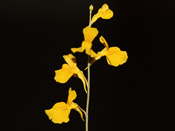 Utricularia odorata