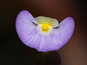 Utricularia paulineae