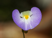 Utricularia paulineae