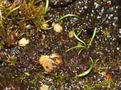 Utricularia pentadactyla