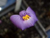 Utricularia petertaylorii