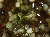 Utricularia petertaylorii