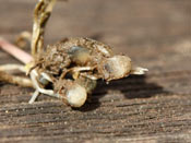 Utricularia petertaylorii - Fangblase