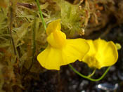 Utricularia praelonga - Blüte