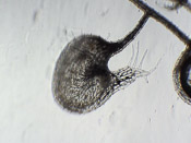 Utricularia praelonga