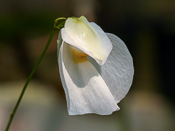 Utricularia praetermissa