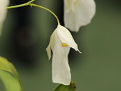 Utricularia praetermissa