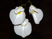 Utricularia praetermissa