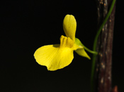 Utricularia prehensilis