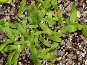 Utricularia prehensilis
