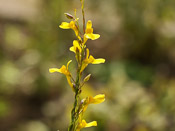 Utricularia prehensilis