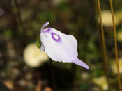 Utricularia pubescens