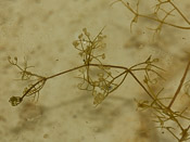 Utricularia purpurea