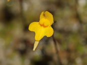 Utricularia pusilla