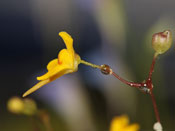 Utricularia pusilla