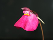 Utricularia quelchii 'Wei Tepui'