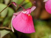 Utricularia quelchii 'Auyan Tepui' - Blüte