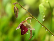 Utricularia quelchii