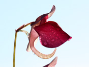 Utricularia quelchii