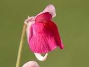 Utricularia quelchii