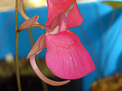 Utricularia quelchii 'Auyan Tepui'