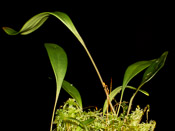 Utricularia 'Jitka'