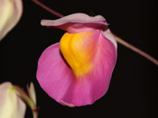 Utricularia 'Jitka'