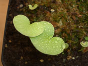 Utricularia reniformis 'small'