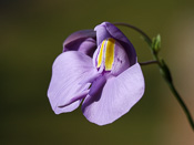 Utricularia reniformis 'small'