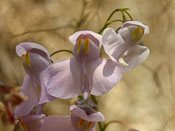 Utricularia reniformis x nelumbifolia