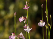 Utricularia rostrata