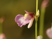 Utricularia rostrata