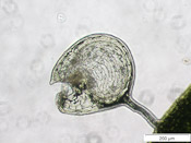 Utricularia rostrata