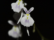 Utricularia sandersonii