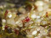 Utricularia simmonsii