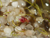 Utricularia simmonsii - Blüte