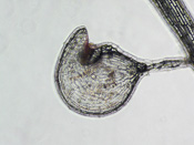 Utricularia simmonsii