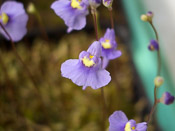 Utricularia spec. Hermanus