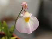 Utricularia spec. Panama