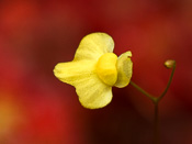 Utricularia subulata - Blüte