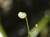 Utricularia subulata