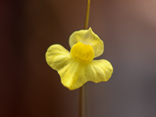 Utricularia subulata