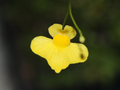 Utricularia subulata