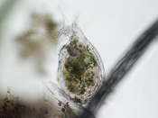 Utricularia subulata