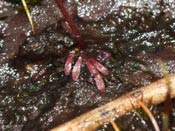 Utricularia tenella