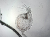 Utricularia troupinii - Fangblase