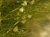 Utricularia