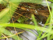 Utricularia