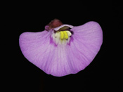 Utricularia uniflora